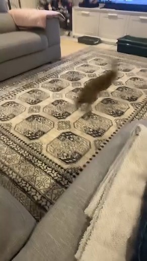 Rufus the Hare was having so much fun tonight, that my partner couldn’t keep up with videoing him. At one point I saw him running mid air😂. ➡️Please read Rufus the Hare story (first Featured Post on Facebook) before commenting. Any negative comments removed. #hare | Mr Bigglesworth & Friends