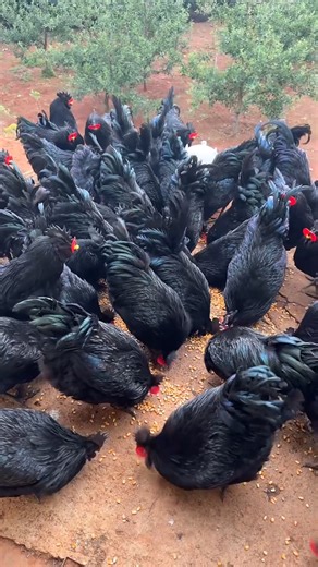 1.5M views · 38K reactions | I love chickens and these chickens are so beautiful.殺殺❤️ #chicken #chickenfarm | Thida Clips | Facebook