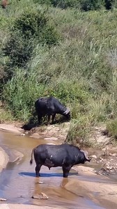 206K views · 4K reactions | Animal Planet TV on Reels | Facebook