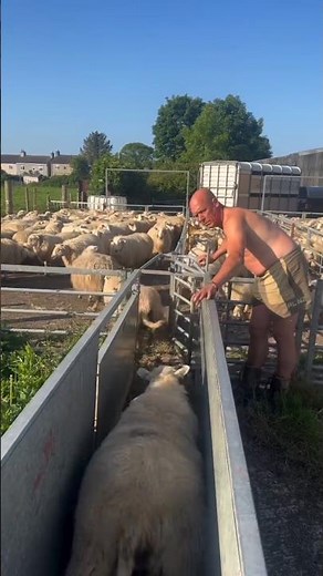 Sheep Sorting System That Saves Lambs!🐑 #SheepFarming #shorts