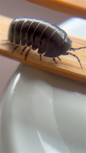 甲殻類 ダンゴムシ 『やさしい生き物です。』