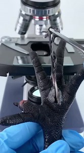 black chicken feet😮😮😮😲😲 | Micro Scope