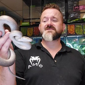 Patternless Axanthic Scrub Python... - Snakes 'N' Adders
