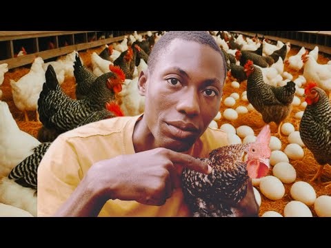 Listen local chicken farmers - Local chickens are the future