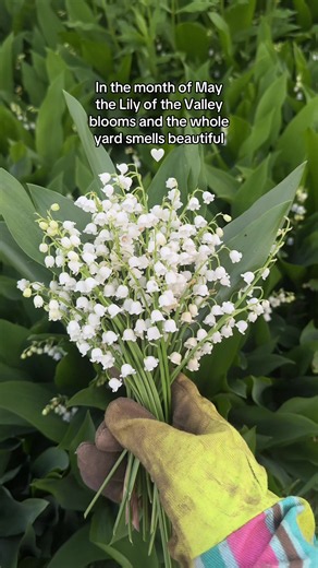 Lily of the Valley in May: fragrant spring blooms