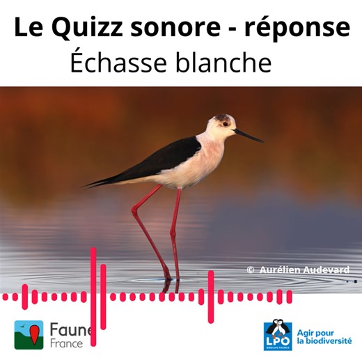 21K views · 292 reactions | [Quizz sonore❗] Les sons qui ont...
