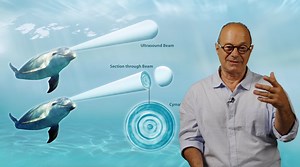 Did you know dolphins see with sound? . . Discover the fascinating world of sound in our new online course: Science of Sound. Curious to learn more? Click here: https://jain108academy.com/science-of-sound/ Video: Excerpt from the Science of Sound Images: courtesy of John Stuart Reid. #dolphins #cymatics #frequency #vibration #quantumphysics | Jain 108 Academy