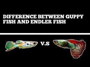 DIFFERENCE BETWEEN GUPPY FISH AND ENDLER FISH