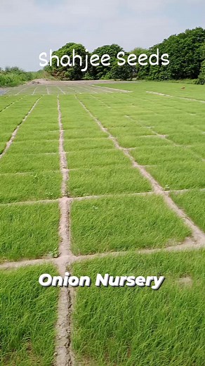 2.3K views · 62 reactions | Onion Nursery Variety Phulkara 2023 shahjee Farm | Shahjee Seeds Corporation | Facebook