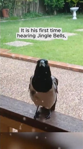 Jingle Bells: Duet with a wild bird🐦😗🎶 #BirdDuet