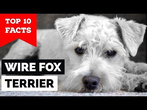 Wire Fox Terrier - Top 10 Facts (Hunting Dog)