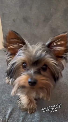 57K views · 1.4K reactions | This is what I get everyday at 600am. Mommy get up and feed me! #angelface #chipthetinyyorkie #iwillbechoosingviolence #ifyoudontgetup #baddogsoftiktok #imhungrymama #yorkieloverswor | Chips the yorkie | Facebook