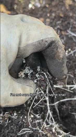 Snail or Slug eggs?