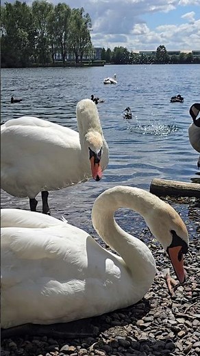 Swans at the Lake 🦢 | Lake Wildlife
