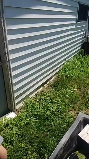 World's Biggest Tadpole Found - Incredible Discovery!