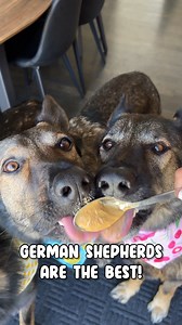 132K views · 11K reactions | Happy German Shepherds Day!!! Realistically though, isn't everyday German Shepherds Day?  | Jade the Sable GSD | Facebook