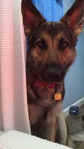 *boop* (via ViralHog) | Dose