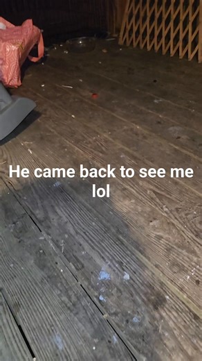 George | Megan Barber