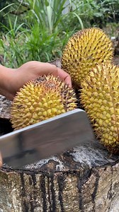 65K views · 11K reactions | Durian tembaga #reels #durian | Borneo Forester | Facebook
