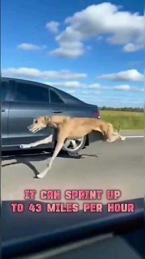 The Fastest Dog in the World - The Greyhound