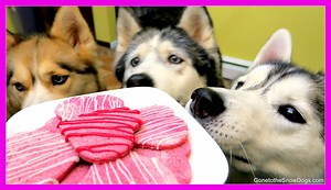 78K views · 5.3K reactions | VALENTINE'S DOG TREATS DIY | Valentine's Day Dog Cookies WATCH ON YOUTUBE: https://youtu.be/ZKKC5sTZ9aE | Gone to the Snow Dogs | Facebook
