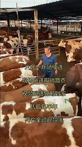 Daily Cattle Farming Tips from a Rural Livestock Farm 🐄