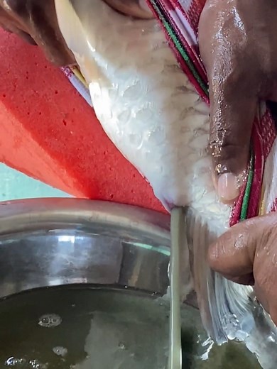 Mastering the Art of Squeezing Fish for Eggs