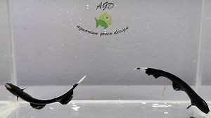 Apteronotus albifrons (Pestele cutit/ Fantoma neagra) Peștele este complet negru, cu excepția a două inele albe de pe coadă și a unei străluciri albe pe nas, care se poate extinde ocazional într-o dungă pe spate. Se mișcă în principal prin ondularea unei înotătoare lungi pe partea inferioară. | Aquarium Green Design