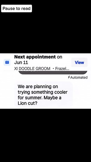 Lion cut on doodle #doodle #challenge #groomerslife #petstylist #doggroomer #pets