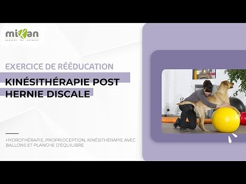 Hernie discale du chien : vidéo rééducation fonctionnelle post-opération