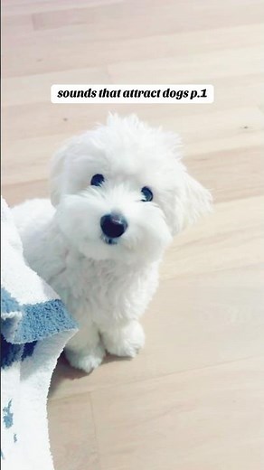 Testing Sounds that Attract Dogs Part 1