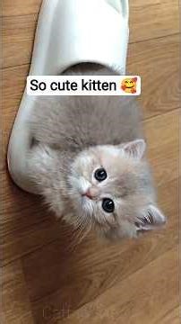 #cute #kitten #is #meow #meow #usa #usashorts #viralcats #funycat #cat #trending