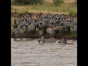 The Great Zebra Migration: A Spectacle of Nature
