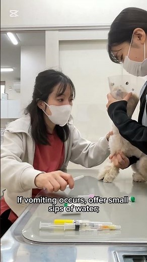 Managing Chemo Side Effects in Dogs & Cats