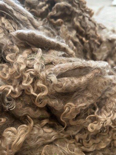 3lb Box Mohair for Spinning : Mohair Fleeces, Silver Wool, Raw Wool, Raw Angora Fiber, Angora Goats, Colored Angora, #96 - Etsy