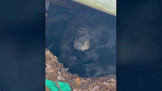 Be bear aware at this time of year in Virginia