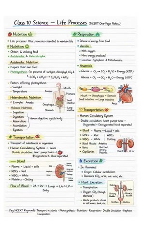 Life Processes One Shot Revision ⚡ Class 10 Science | Board Exam 2026