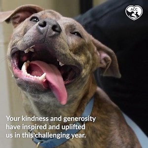 61 reactions · 16 shares | As 2021 comes to a close and we look back on all we have accomplished together our hearts are filled with gratitude for everyone involved in our mission to end animal homelessness in NYC. With your help we are positioned to do even more for the pets and people of our great city in 2022. Thank you for your continued support and may you have a joyful and happy New Year! | Animal Care Centers of NYC (ACC) | Facebook