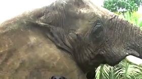 Google's new Android ad is extremely cute and heartwarming (and has nothing to do with mobile devices)