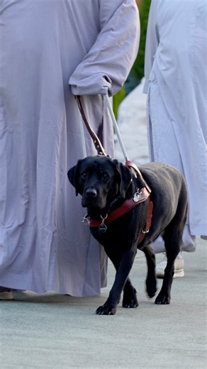 ✨ The new 2026 Weekend Meditation Retreat timetable is now available! A heartfelt thank you to Anna and her guide dog, Kelly, for sharing their inspiring experience at our recent weekend retreat. Together, they embraced the tranquillity and mindfulness practices, discovering calm, clarity, and connection. Yes, dogs are mindful too! 💛 Experience the serenity of Nan Tien Temple with our Two or Three-Day Weekend Meditation Retreats at Pilgrim Lodge. Enjoy nourishing vegetarian meals, expert teachi