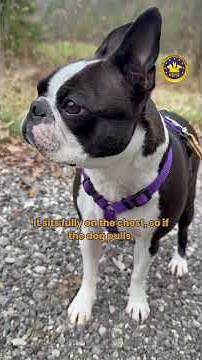 Training practices - promoting appropriate equipment (harness)