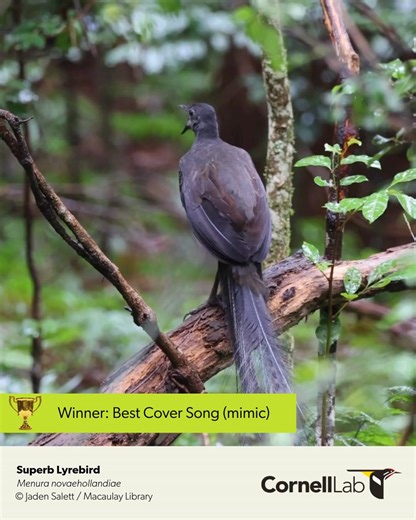 And now for the winners of the Best Cover Song (aka best mimic) and Best Song from our 'Bird Grammys.' The Superb Lyrebird is a superb choice for best cover song. This southeastern Australian bird is known for its impressive vocal chords. According to Birds of the World: Male song is loud and complex, with 70–80% comprising highly accurate imitations of the vocalizations of sympatric species of birds. Also females regularly produce sophisticated vocal displays incorporating both lyrebird-specifi