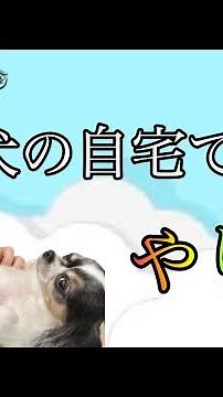 Veterinarian demonstrates how to administer intravenous fluids to dogs at home