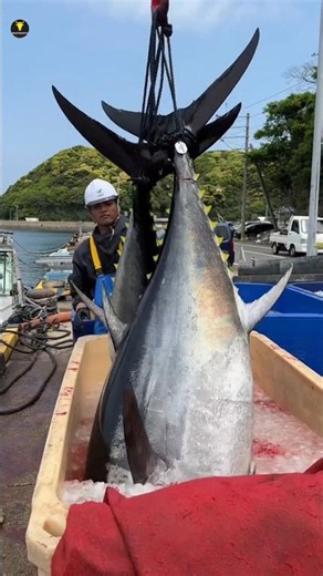Why Bluefin Tuna Is the Most Expensive Fish Ever 🦈😱