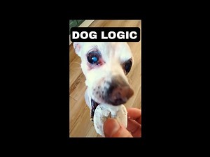Funniest Dog Logic Trades of August 🐶 | Dog Shorts Compilation