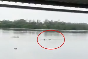Moment crocodile pulls man under after ignoring sign not to swim in lagoon