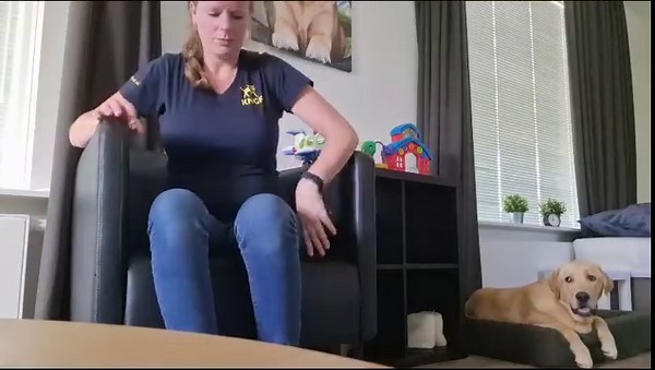 In het filmpje zie je labrador/golden retriever Orso en zijn eerste keer signaleren. Hierbij leert een hond reageren op spanningssignalen van iemand met PTSS. Zoals je kunt zien zit dit wel in hem en wordt hij er blij van. Het wordt uiteraard beloond met een hoop knuffels 💜 Tijdens een CNO (carrière nog onbekend) periode bekijken we welke carrière het beste bij een toekomstige hulphond past. Dit zijn de honden die assistentiehond, buddyhond kind of buddyhond PTSS worden. Daarbij leren we ze een