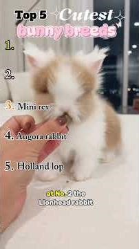 Top 5 cutest bunny breeds 🐇💖 #shorts #animals #animalfacts