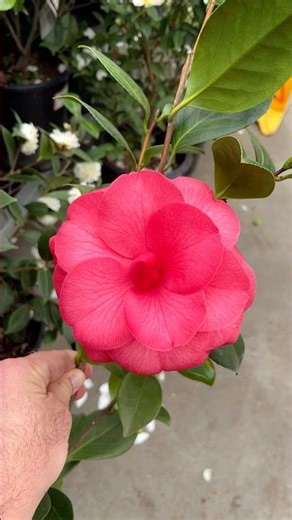 Does Anyone Know the Name of This Camellia?!