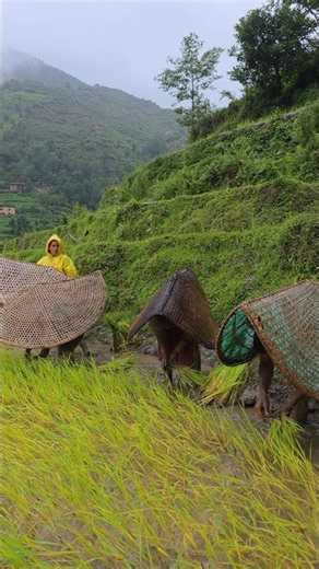 Heavy Rain Can't Stop Them | Traditional Rice Planting in Nepal's Himalayan Village #villagelife